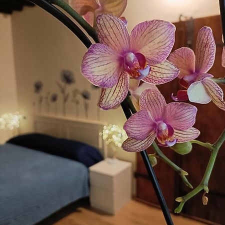 Apartmán Il Giardino Segreto Lucca Exteriér fotografie