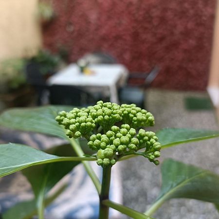 Apartmán Il Giardino Segreto Lucca Exteriér fotografie