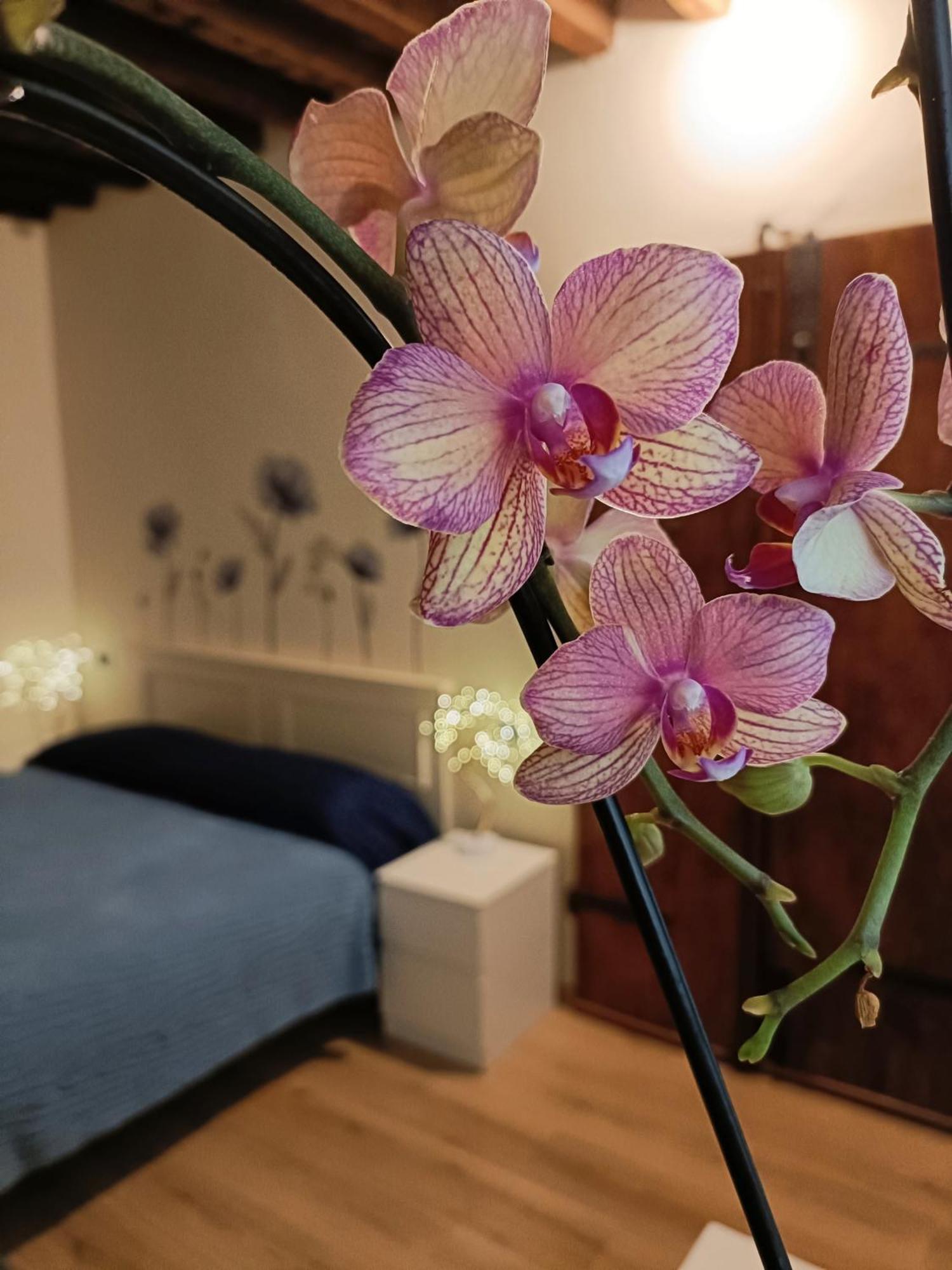 Apartmán Il Giardino Segreto Lucca Exteriér fotografie