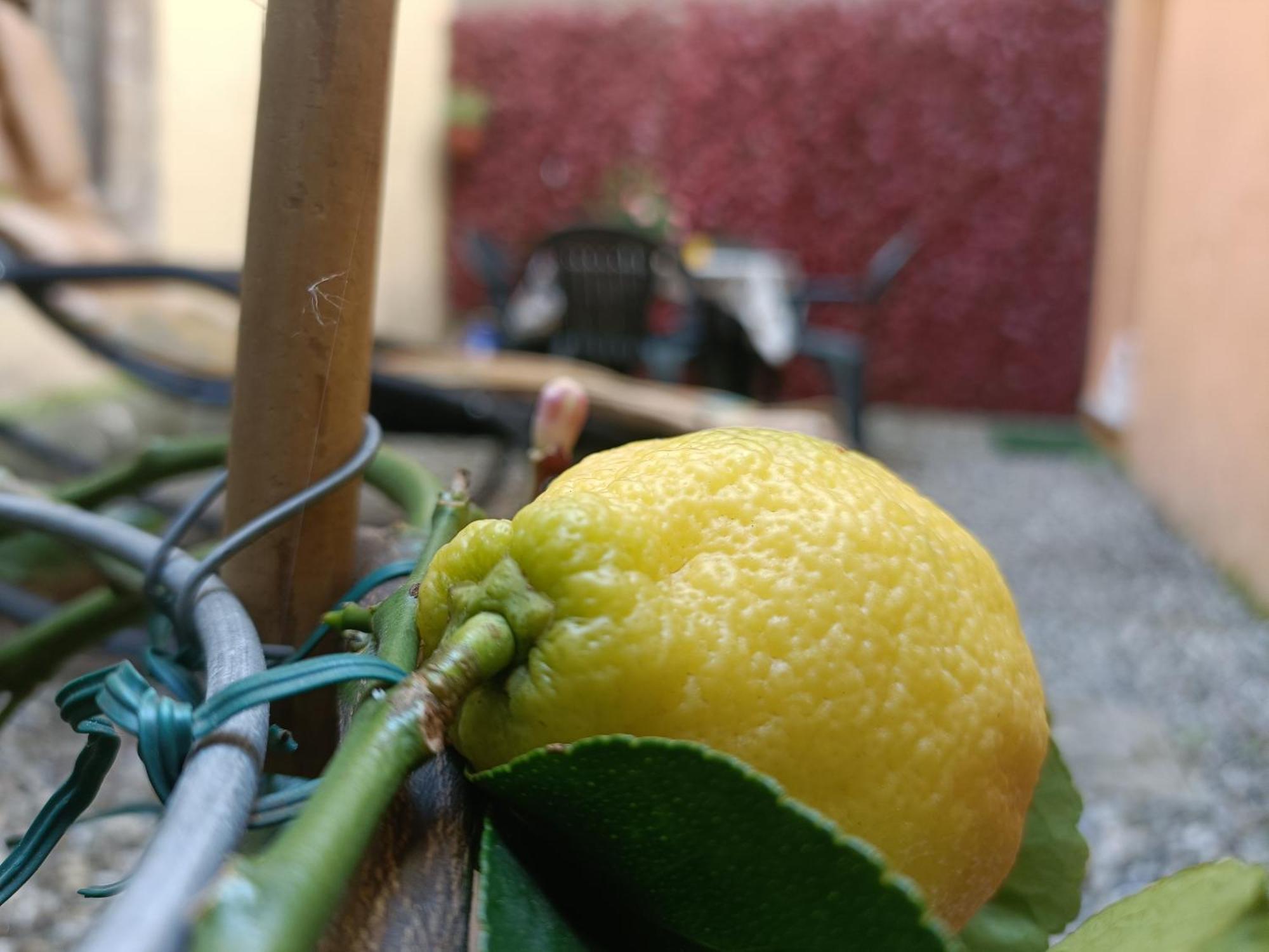 Apartmán Il Giardino Segreto Lucca Exteriér fotografie