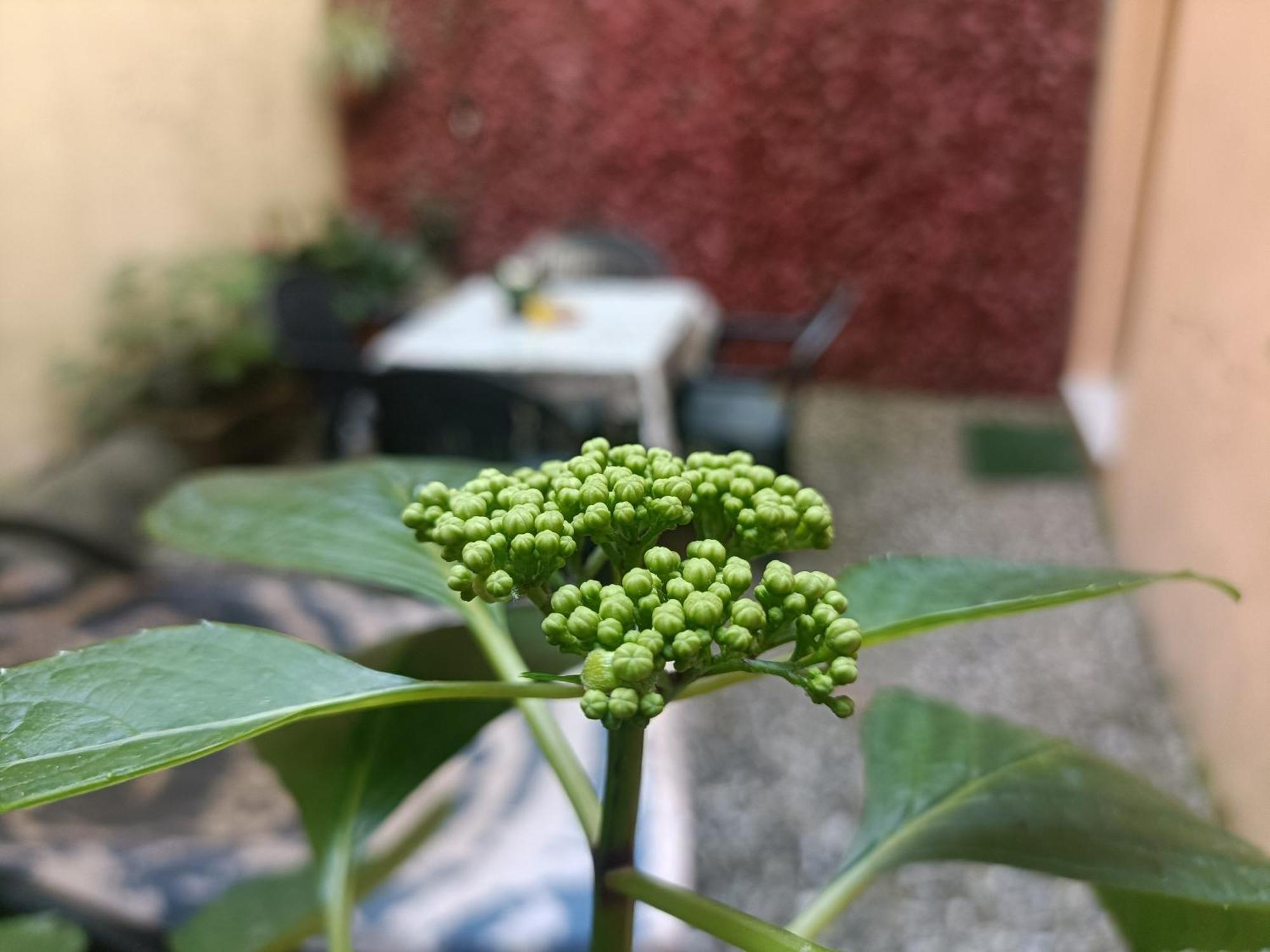 Apartmán Il Giardino Segreto Lucca Exteriér fotografie